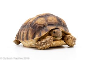 Sulcata / Spur Thigh Tortoise