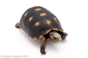 Redfoot tortoise