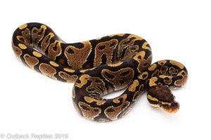 Yellowbelly ball python