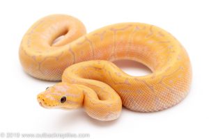 Banana Pinstripe ball python for sale