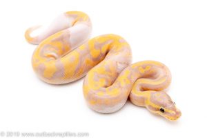 Banana Pied ball python for sale