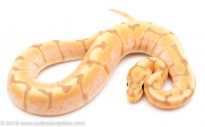 Banana SPider Yellowbelly ball python for sale