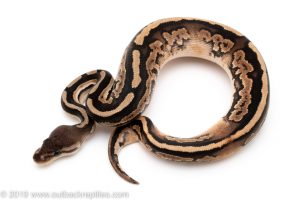 Cinnamon het Pied ball python for sale