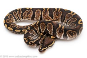 GHI Mahogany ball python for sale