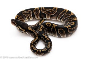 GHI ball python for sale