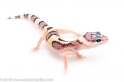 Leopard Gecko for sale