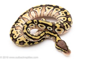 Pastave ball python for sale