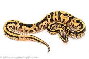 Sugar pastel Leopard ball python for sale