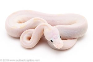 Black Eyed Lucy ball python for sale