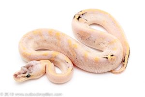 Pastel Champagne ball python for sale