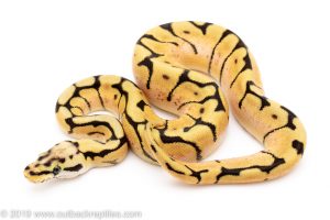 bumblebee yellowbelly ball python for sale