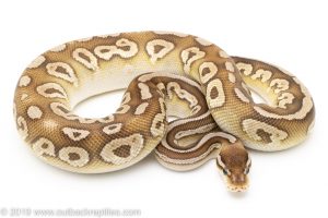 Black pastel mohave het clown ball python for sale