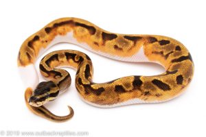 Enchi Pied ball python for sale