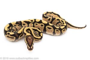 Fire het pied ball python for sale