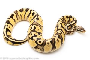 Firefly ball python for sale