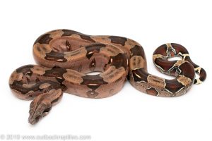 Guyana Redtail Boa for Sale