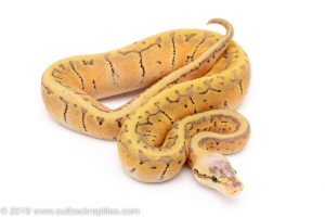 Killer Blast possible Enchi Yellowbelly ball python for sale