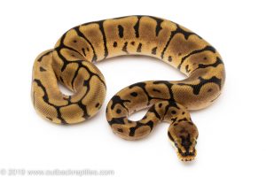 Leopard SPider ball python for sale