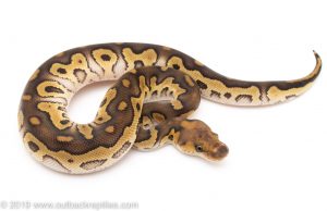 Mojave Clown ball python for sale