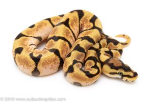 Orange Dream Enchi Spider ball python for sale