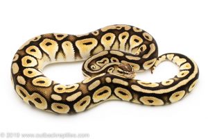 Pastel Honey Cypress ball python for sale