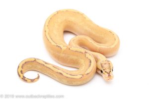 Puma Fire ball python for sale