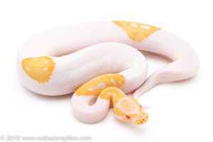 Albino Pied ball python for sale