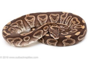 black pastel mojave Ball Pythons for sale