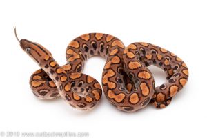 Brazilian Rainbow Boa for sale