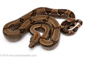 Costa Rican Redtail Boa constrictor for sale