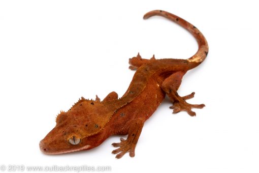 Red Crested Gecko for sale