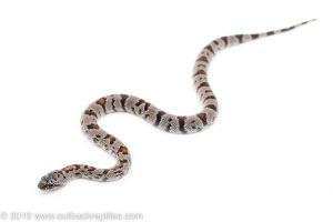 Gray Banded Kingsnake for sale