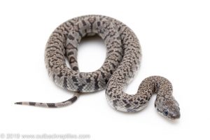 Gray Banded Kingsnake for sale