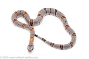 Gray Banded Kingsnake for sale