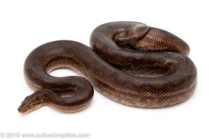 Guyana Rainbow Boa