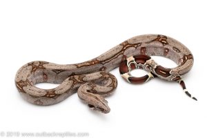 Guyana Redtail Boa