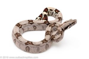 Guyana Redtail Boa