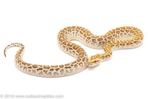 Hypo Burmese Python