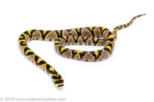 Mandarin Ratsnake