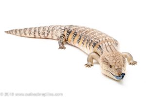 northern blue tongue skink for sale