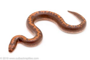 Striped Kenyan Sand boa