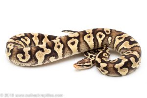 Super Pastel mystic Ball Pythons for sale