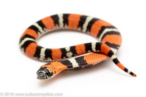 Tricolor Hognose Snake