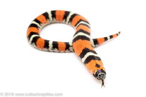 Tricolor Hognose Snake