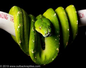 Aru Green tree python for sale