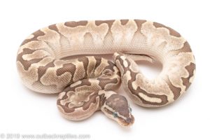 Bamboo Enchi ball python for sale