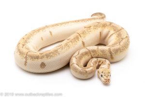 Spider Enchi Bamboo ball python for sale