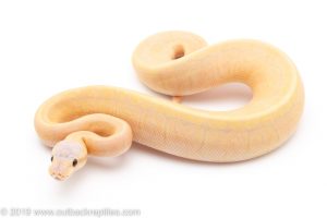 Banana Lemon Blast ball python for sale