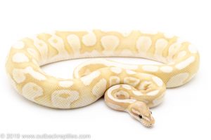 Banana Lesser Fire ball python for sale