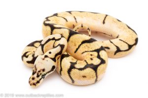 Bumblebee ball python for sale